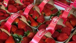 KI generiert: Das Bild zeigt mehrere große Obstkörbe, die mit einer Vielzahl frischer Früchte wie Trauben, Äpfeln, Ananas und Bananen gefüllt sind. Die Körbe sind auf einem Tisch in einer Art Lagerhalle oder Geschäft aufgereiht.