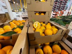 KI generiert: Das Bild zeigt eine Vielzahl von frischen Früchten, die in Holzkisten in einem Lager gestapelt sind. Der Hauptinhalt besteht aus Orangen, Zitronen und anderen Früchten.