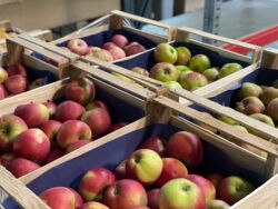 KI generiert: Das Bild zeigt eine Vielzahl von frischen Früchten, die in Holzkisten in einem Lager gestapelt sind. Der Hauptinhalt besteht aus Orangen, Zitronen und anderen Früchten.