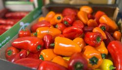 Produktfoto zu Snack Paprika Tricolor