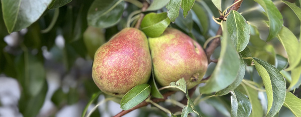 Obstlieferei - Ein super Team